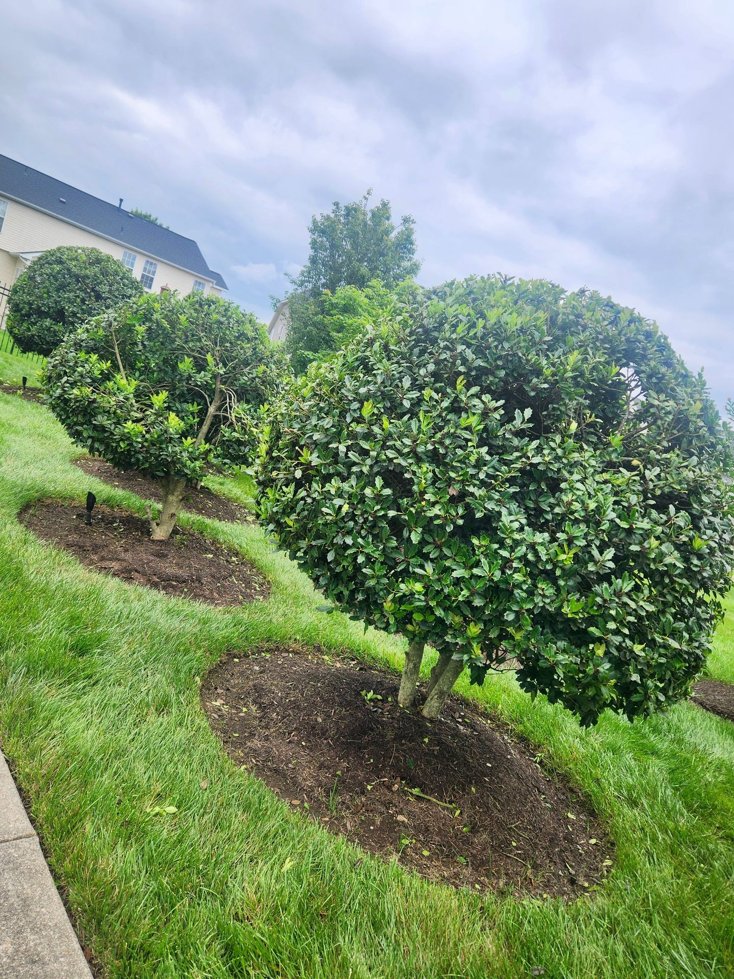 Tree/Bush Shaping